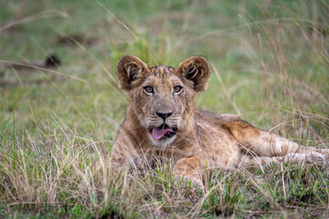 Obraz na płótnie Canvas lion cub in grass