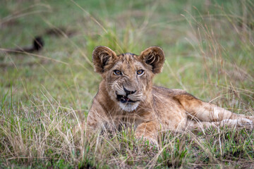 Fototapeta na wymiar lion cub in grass