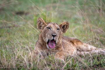 Obraz na płótnie Canvas lion cub in grass