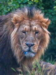 Portrait of a lion, image taken in a wildlife natural park