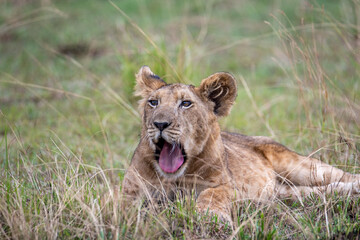 Fototapeta na wymiar lion cub in grass