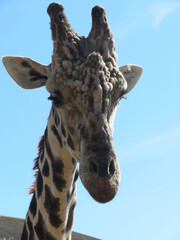 Naklejka premium giraffe in the zoo