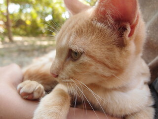 子猫とのふれあい