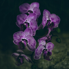 orquídeas lila
