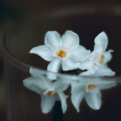 Fototapeta na wymiar flor blanca