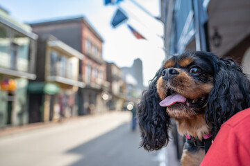 A cute dog, a Cavalier King Charles Spaniel, enjoys traveling in New Orleans, in the famous French...