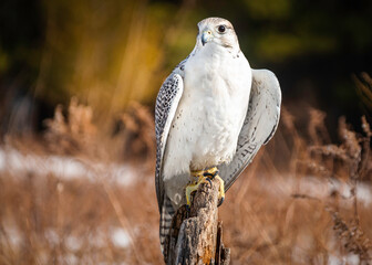 Portrait of a gyrfalcon n autumn colors