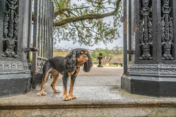 A cute dog, a Cavalier King Charles Spaniel, enjoys traveling in New Orleans, in the famous French...