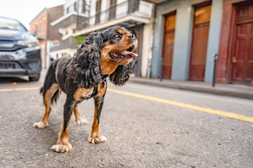 Cute dog, a Cavalier King Charles Spaniel, standing alone on a street in the French Quarter, New...