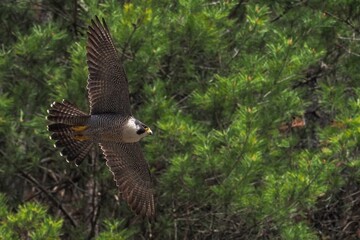 グリーンバックに悠然と飛ぶ繁殖期のハヤブサ