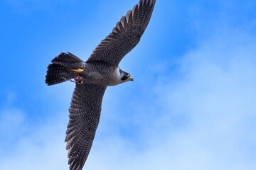 青空バックに食べかけの餌を掴んで悠然と飛ぶ繁殖期のハヤブサ
