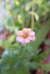 Blossom of Common zinnia , pink flower of elegant zinnia , zinnia elegans 