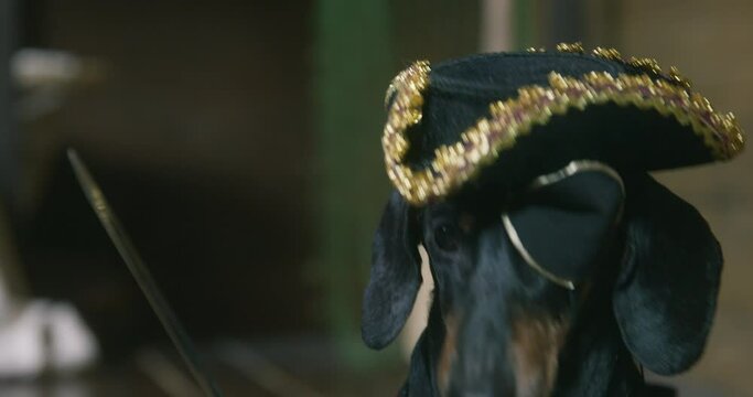 Black dachshund friend dressed as pirate with cocked hat eye patch and saber looks away sitting IN cabin of ship close view