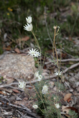 Beautiful flannel daisy flowers, an Australian Native flower located in Girraween National Park Queensland