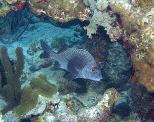 Black Margate on the reef