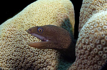 Juvenile Goldentail Moray Eel portrait