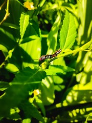 Dysdercus cingulatus and green plant