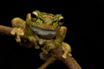 Close-up of a green-eyed tree frog (Litora serrata) looking at camera holding onto a branch isolated on a black background at night in the rainforest. Innisfail Region, Queensland, Australia.