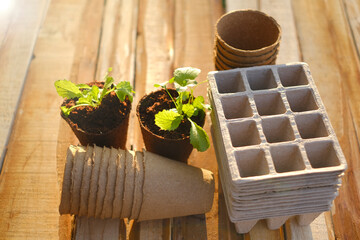 cucumbers seedlings in peat tablets on a wooden table in the sun in a garden.Planting material...