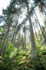 Sächsische Schweiz