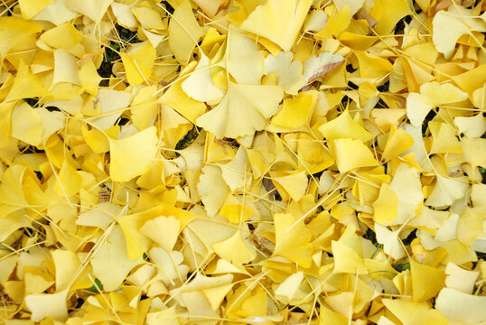 イチョウの絨毯」の写真素材 | 2,466件の無料イラスト画像 | Adobe Stock