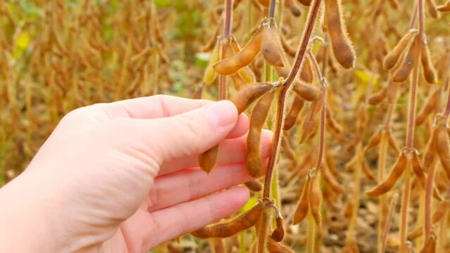 Soybean crop. farmer checks the soybeans for ripeness.Farmer in soybean field.Pods of ripe soybeans in a female hand close-up.field of ripe soybeans. High quality 4k footage