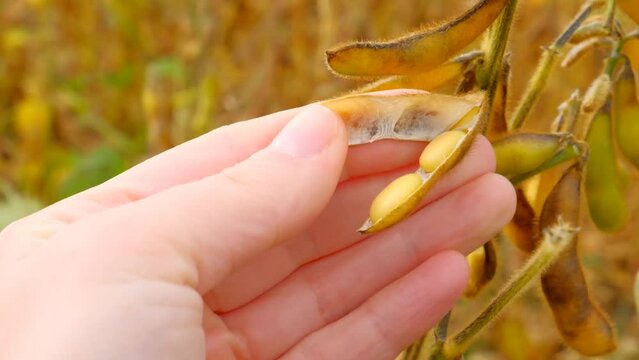 Pods of soybeans in a female hand.Soybean crop. field of ripe soybeans.The farmer checks the soybeans for ripeness.Farmer in soybean field. 4k footage