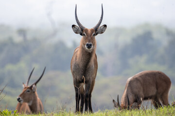 curious waterbuck standing in field, Queen Elizabeth National Park, Uganda, Africa