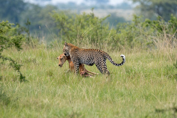 leopard with it's prey, Queen Elizabeth National Park, Uganda, Africa