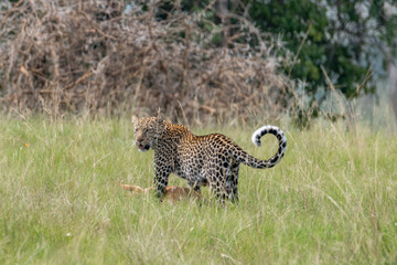 leopard with it's prey, Queen Elizabeth National Park, Uganda, Africa