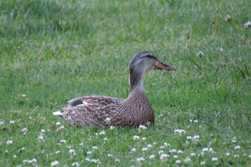 Sitting Duck