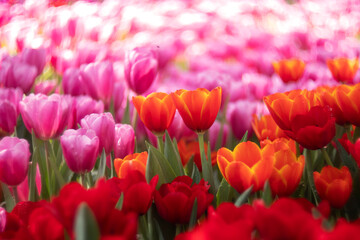 Tulip flowers in the garden.