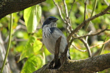 bluejay