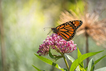 A Monarch butterfly (Danaus plexippus) in beautiful early afternoon light feeds on milkweed pink...
