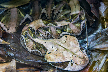 The Gaboon viper (Bitis gabonica) is a viper species found in the rainforests and savannas of sub-Saharan Africa.
Like all vipers, it is venomous. It is the largest member of the genus Bitis.