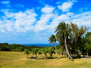 palm trees on the beach