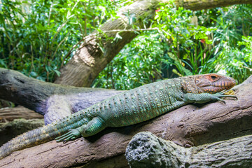 The Northern caiman lizard lies on the trunk. 
It is a species of lizard found in northern South America.
The body of the caiman lizard is very similar to that of a crocodile. 
