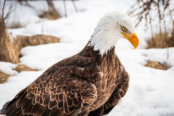 Huge bald eagle sits on snowy field