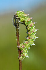 Caterpillar on a branch