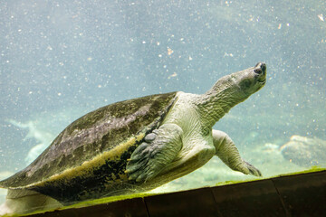 Obraz premium The Burmese roofed turtle (Batagur trivittata) is one of six species of turtle in the genus Batagur of the family Geoemydidae. It is endemic to Myanmar. It remains very rare in the wild.