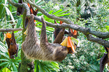 The Linneaus' Two-toed Sloth (Choloepus didactylus) is eating fruit. A species of sloth from South...