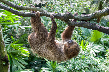 The close image of Linneaus' Two-toed Sloth (Choloepus didactylus). A species of sloth from South America,  have longer hair, bigger eyes, and their back and front legs are more equal in length. - obrazy, fototapety, plakaty
