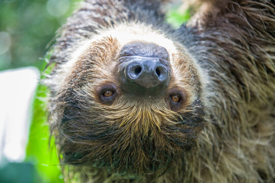 The close image of Linneaus' Two-toed Sloth (Choloepus didactylus). A species of sloth from South America,  have longer hair, bigger eyes, and their back and front legs are more equal in length.