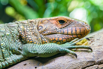 The Northern caiman lizard lies on the trunk. 
It is a species of lizard found in northern South America.
The body of the caiman lizard is very similar to that of a crocodile. 