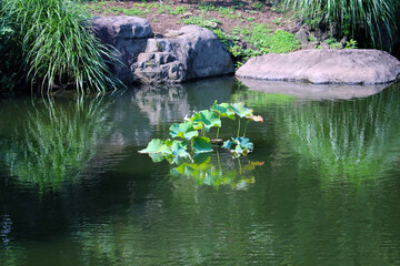 Green leaves of a Lotus, shinning in the middle of the Japanese rock garden pond on a sunny day. 日本庭園の中にある岩を配した池の中央に生えるハスの若葉たちを晴天の日差しのもとで撮影。