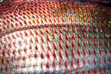 Red seabream body details of  Scales and lateral line closeup macro photograph. マダイの胴体のウロコ模様と側線の写真。 - obrazy, fototapety, plakaty