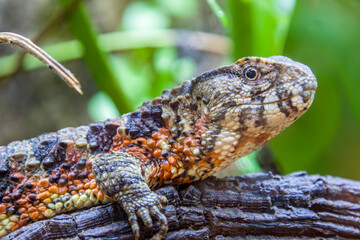 The Chinese crocodile lizard (Shinisaurus crocodilurus) is a semiaquatic lizard found only in cool forests in southern China and northern Vietnam. 