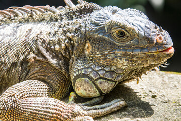 The green iguana bask in the sun, also known as the American iguana, is a large, arboreal, mostly herbivorous species of lizard of the genus Iguana.