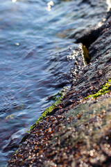 Sea water edge stone masonry revetment shinning under the sunlight. 青のりなどの海藻が付着した石積みの護岸堤防を洗うのどかな海辺の写真。