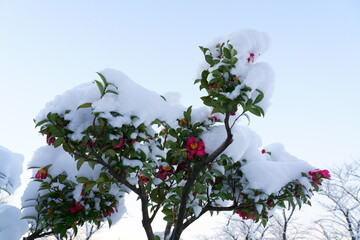 雪の降った後のサザンカの花